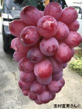 <span> 【品切れ中】</span>コトピー<br>1本4,400円（税込）：画像