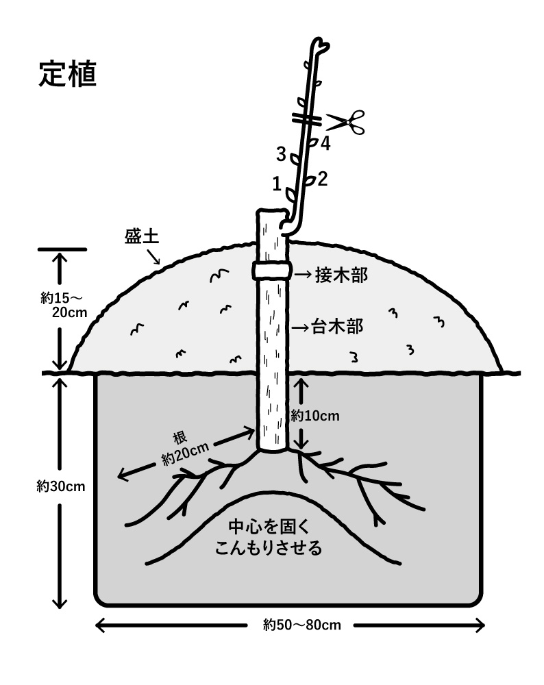 定植
