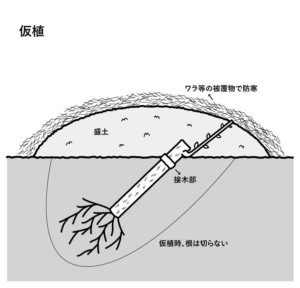 仮植