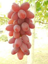 マドンナの宝石<br>2本22,000円（税込）：画像