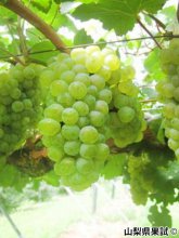 <span>【品切れ中】</span>コリーヌヴェルト<br>1本2,200円（税込）：画像